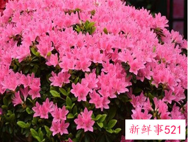 春天开的花都有什么花