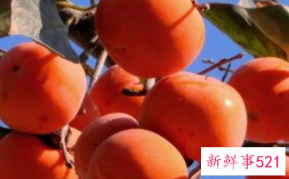 十大强碱性水果排名