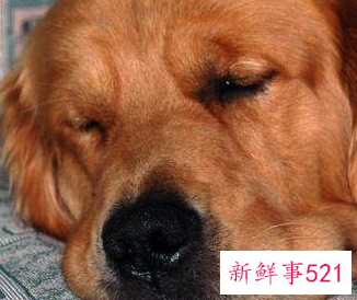 金毛犬要怎么喂养