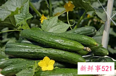 梦见去别人地里摘黄瓜的预兆