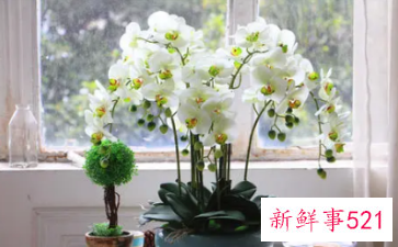 蝴蝶兰应如何摆放