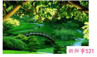 梦见芦荟开花有什么征兆