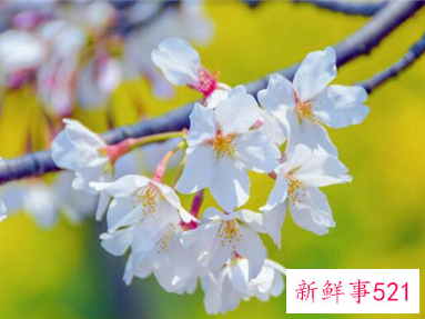 春天开的花都有什么花