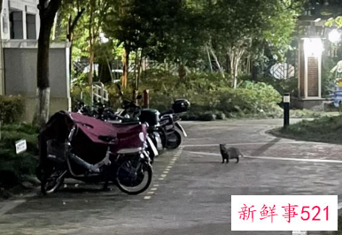 上海野生貉毫无征兆扑上来“袭击”