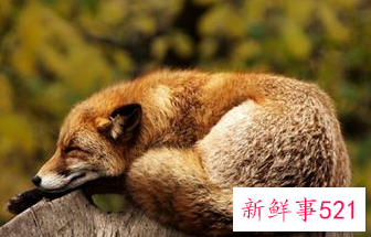 梦见野生动物有什么征兆