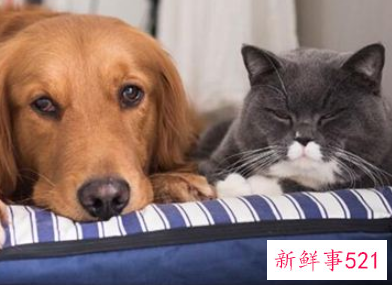 周公解梦大全查询梦见动物