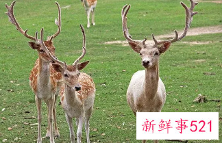 梦见家里来了一头鹿