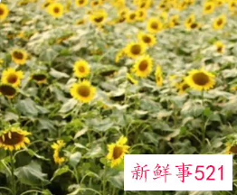 好听有内涵微信名字的大全