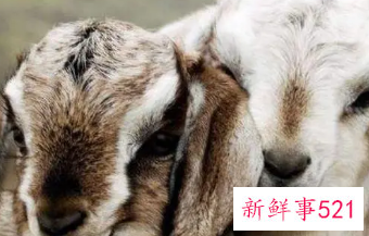 属羊的人阴险狡诈吗