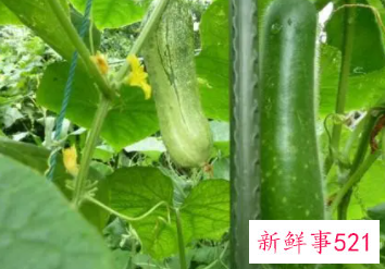 梦见去别人地里摘黄瓜的预兆