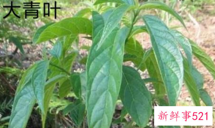 大青叶的功效和作用