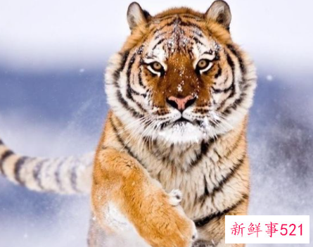 属虎男和属鸡女属相合不合