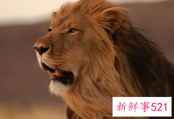 12星座谁是公认的好脾气