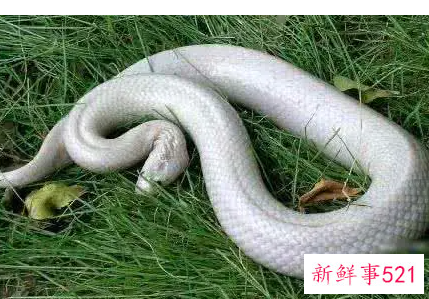 孕妇梦见吃白蛇