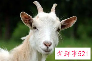 属羊的人阴险狡诈吗