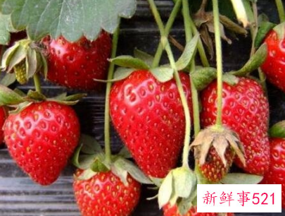 十大强碱性水果排名