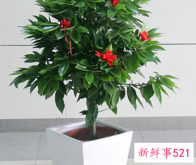 风水十大吉祥花有哪些