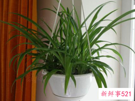 室内种植盆栽也要讲究风水