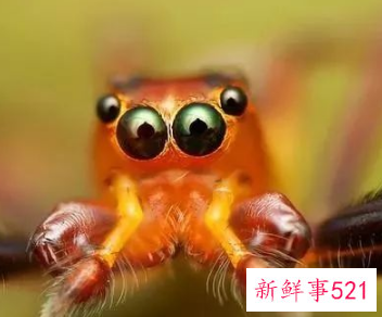 十二星座最怕什么动物图片