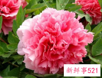 牡丹花的风水作用