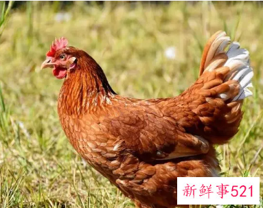 心眼最坏的属相女