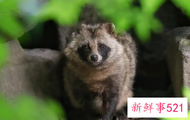 上海野生貉毫无征兆扑上来“袭击”