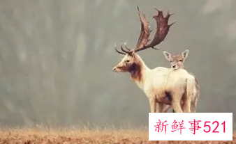 梦见家里来了一头鹿