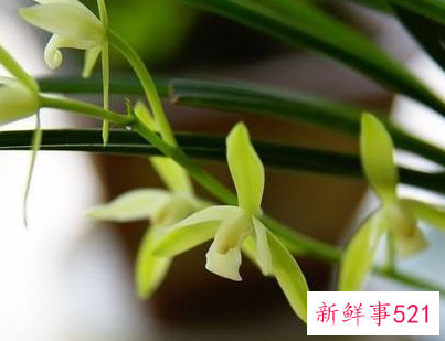 兰花的样子描写