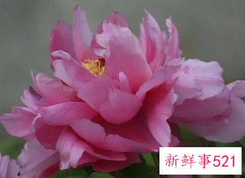 牡丹花的风水作用