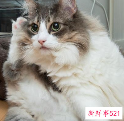 猫咪有哪些奇怪行为