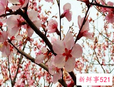 春天开的花都有什么花