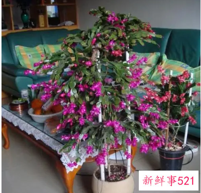 秋天养蟹爪兰的注意事项