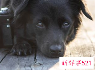 梦见狗财运好不好