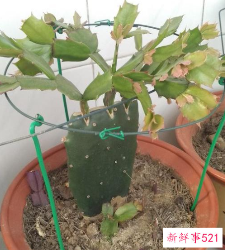 秋天养蟹爪兰的注意事项