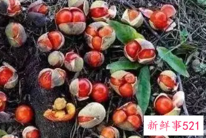 世界上最甜的水果排行榜