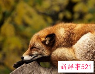 周公解梦大全查询梦见动物