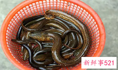 梦见黄鳝游泳寓意