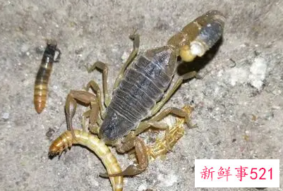 吃蝎子要把尾刺去掉吗