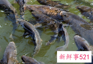 高密度养殖方法