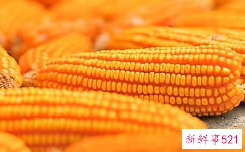 玉米热量高吗
