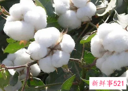 女人梦到雪白的棉花