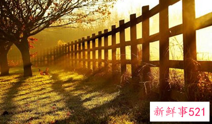 兰花的样子描写