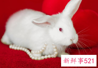 属兔的在家里摆点什么招财