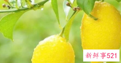 十大强碱性水果排名