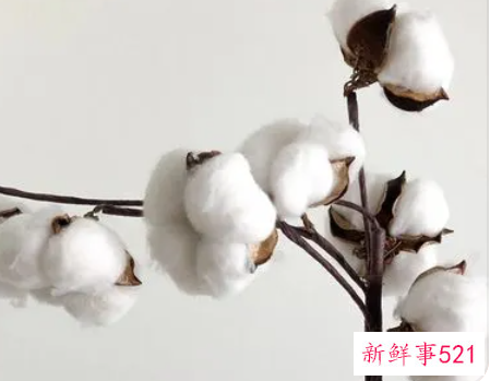 女人梦到雪白的棉花