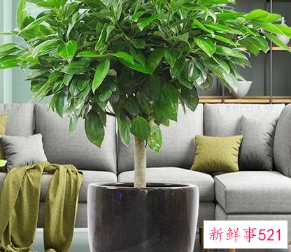 风水十大吉祥花有哪些