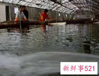 高密度养殖方法