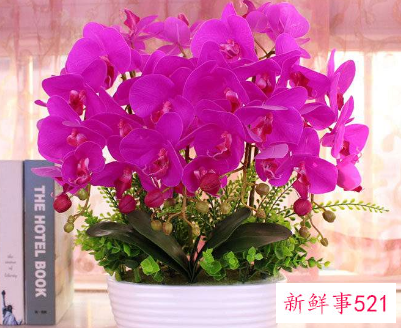 蝴蝶兰应如何摆放