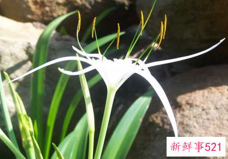 梦见兰花什么意思