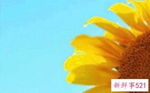 向日葵种子催芽方法